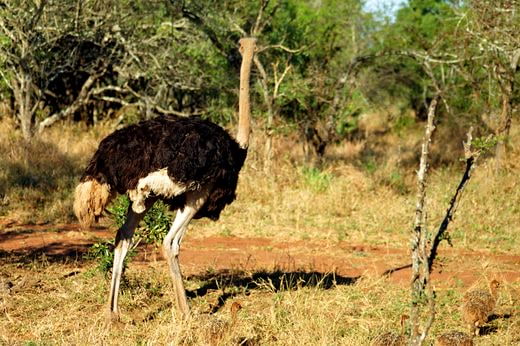 safari Eswatini (Swaziland)