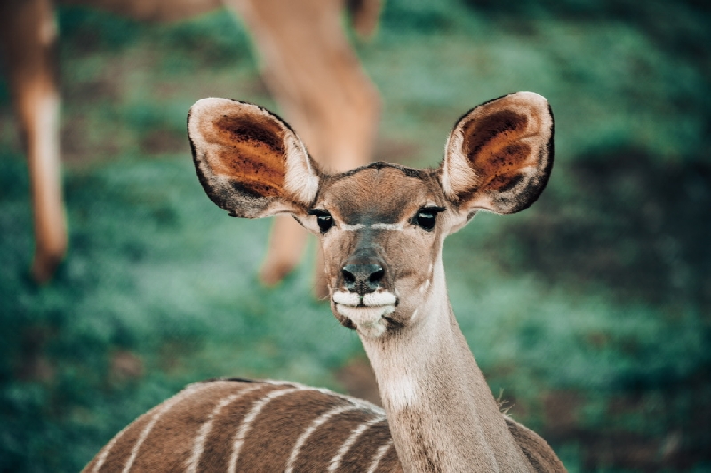 Parc national Kruger, Afrique du Sud (photo 8)