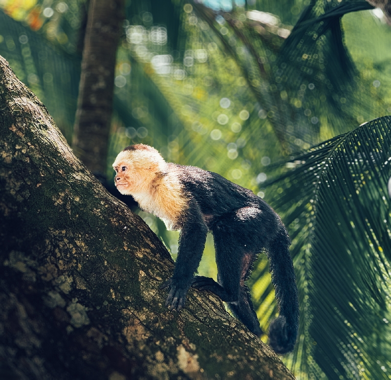 costa-rica-parc-le-parque-nacional-manuel-antonio-739.jpg