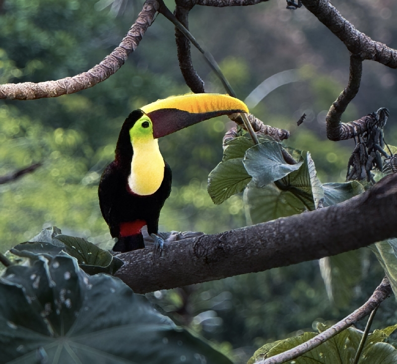 costa-rica-parc-le-parque-nacional-manuel-antonio-79.jpg