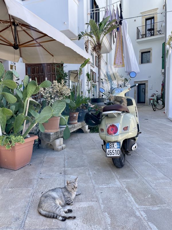 photo originale Maéva Seigner©  Les chats et les Vespa de Monopoli