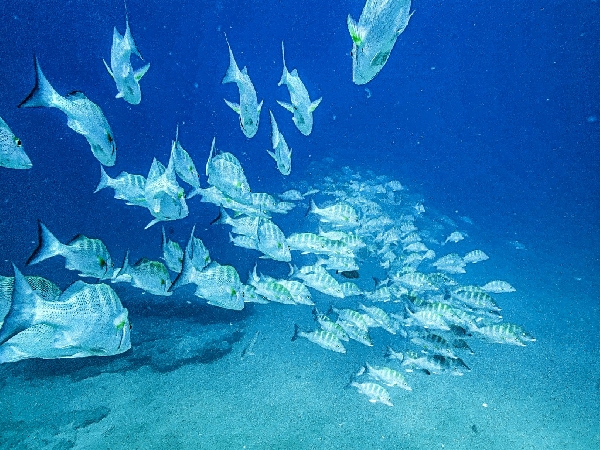 Fond sous marin extraordianaire