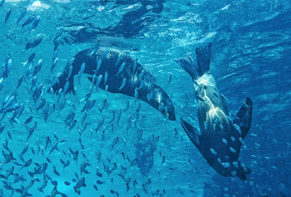 Une plongée comme une danse : les otaries tournoient, jouent, frôlent les bulles. Légèreté, curiosité, magie — un moment unique sous la mer.