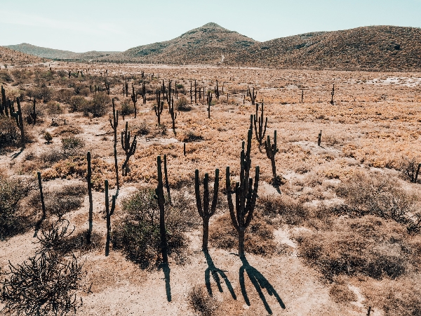 Épineux, mais si paisibles