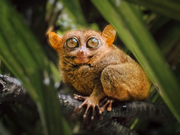 Tarsier