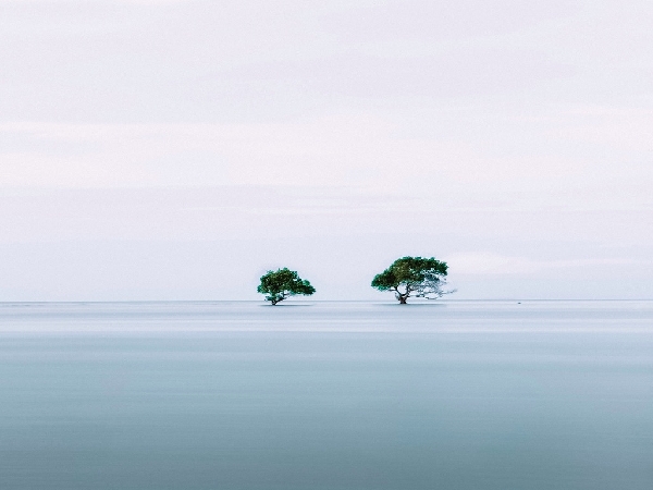 Mangrove