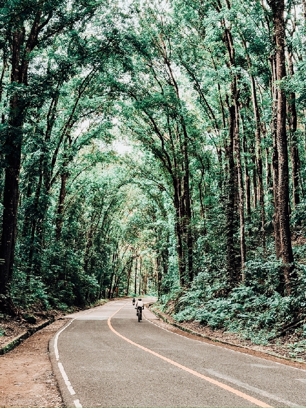Man-Made Forest