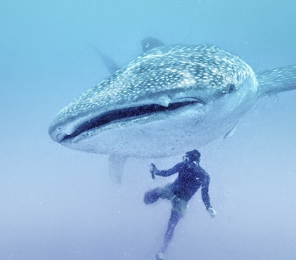 Requin baleine