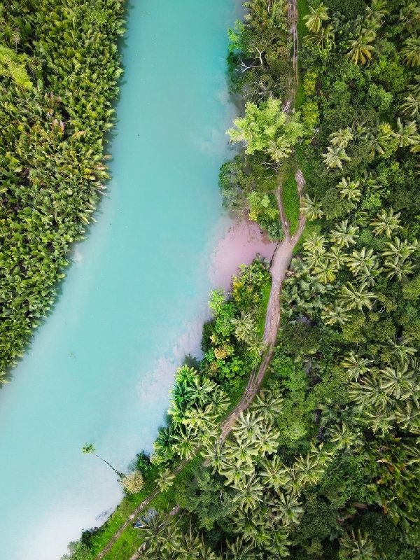Palette tropicale le long de la Loboc River