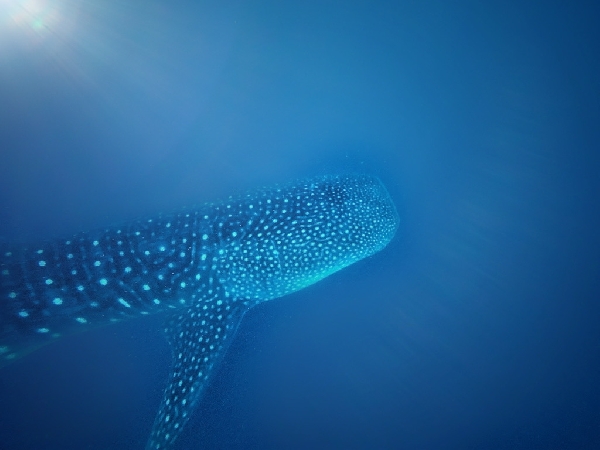 Requin baleine