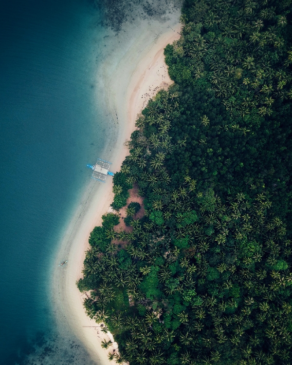 Une petite île paradisiaque bordée de palmiers majestueux