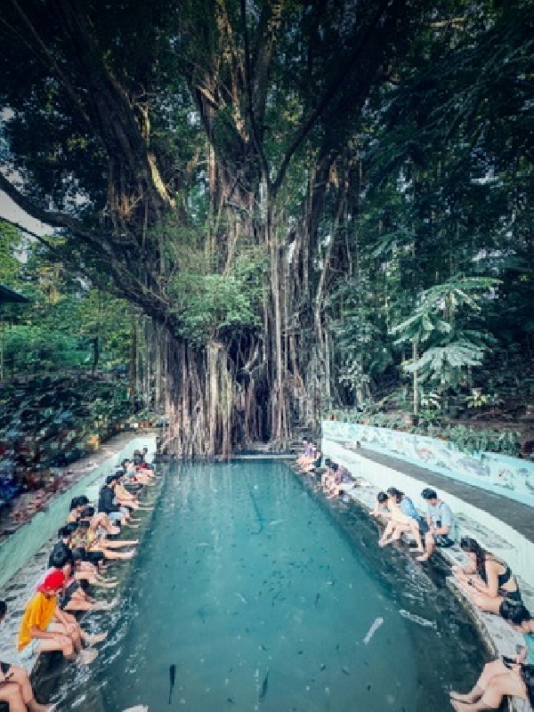 Le Balete Tree et son bassin mystique