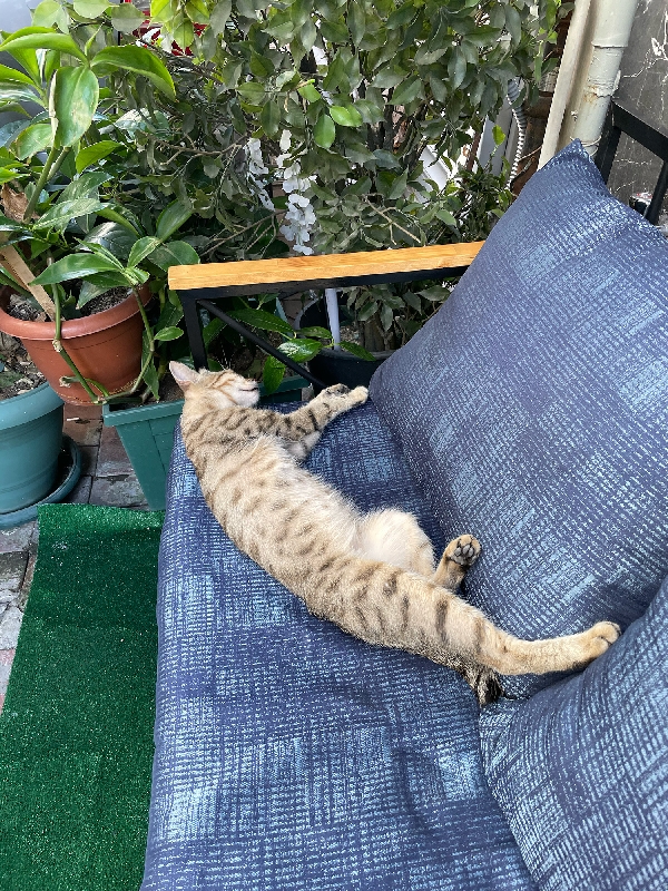 photo originale Maéva Seigner©  La rencontre avec les locaux 🐈