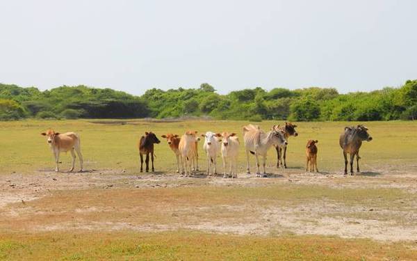 Jaffna & la Province Nord