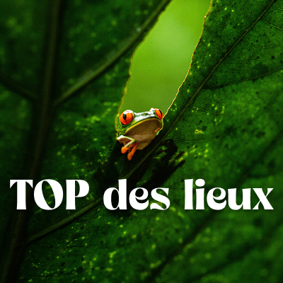 Que voir que faire ?