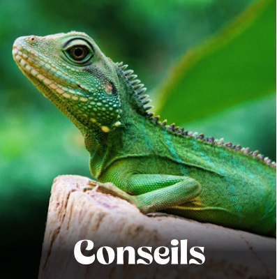 Conseils pratiques