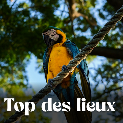 Que voir que faire ?