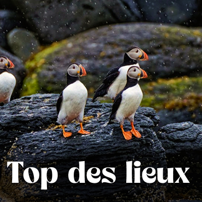 Que voir que faire ?