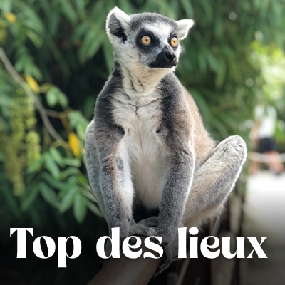 Que voir que faire ?