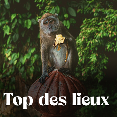 Que voir que faire ?