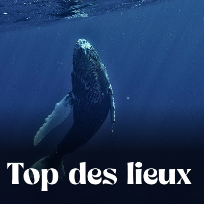 Que voir que faire ?