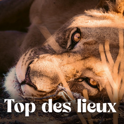 Que voir que faire ?