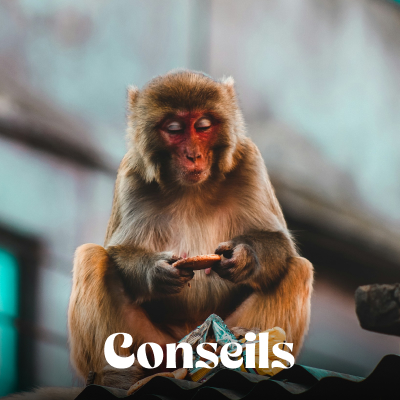 Conseils pratiques