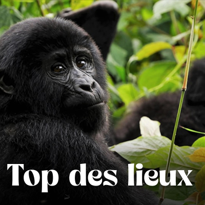 Que voir que faire ?