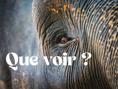 Que voir que faire ?