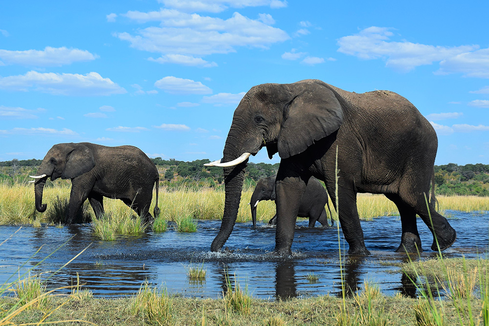 Agence Africa Coeur Safaris
