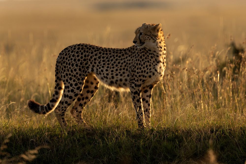 Agence Allibert trekking