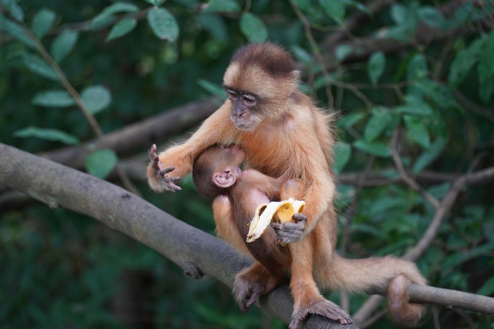 Agence Brésil à la carte