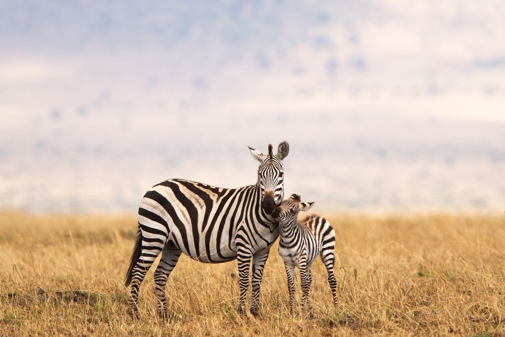 Agence Nomade Aventure