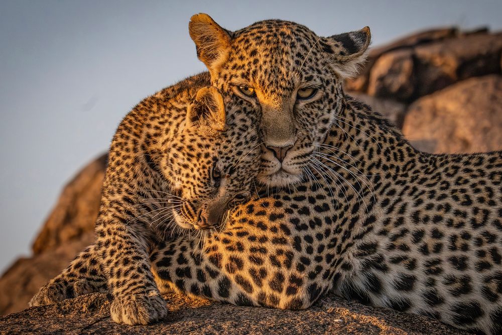 Agence Trace directe